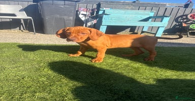 Hungarian Vizsla dogs - Advert 4