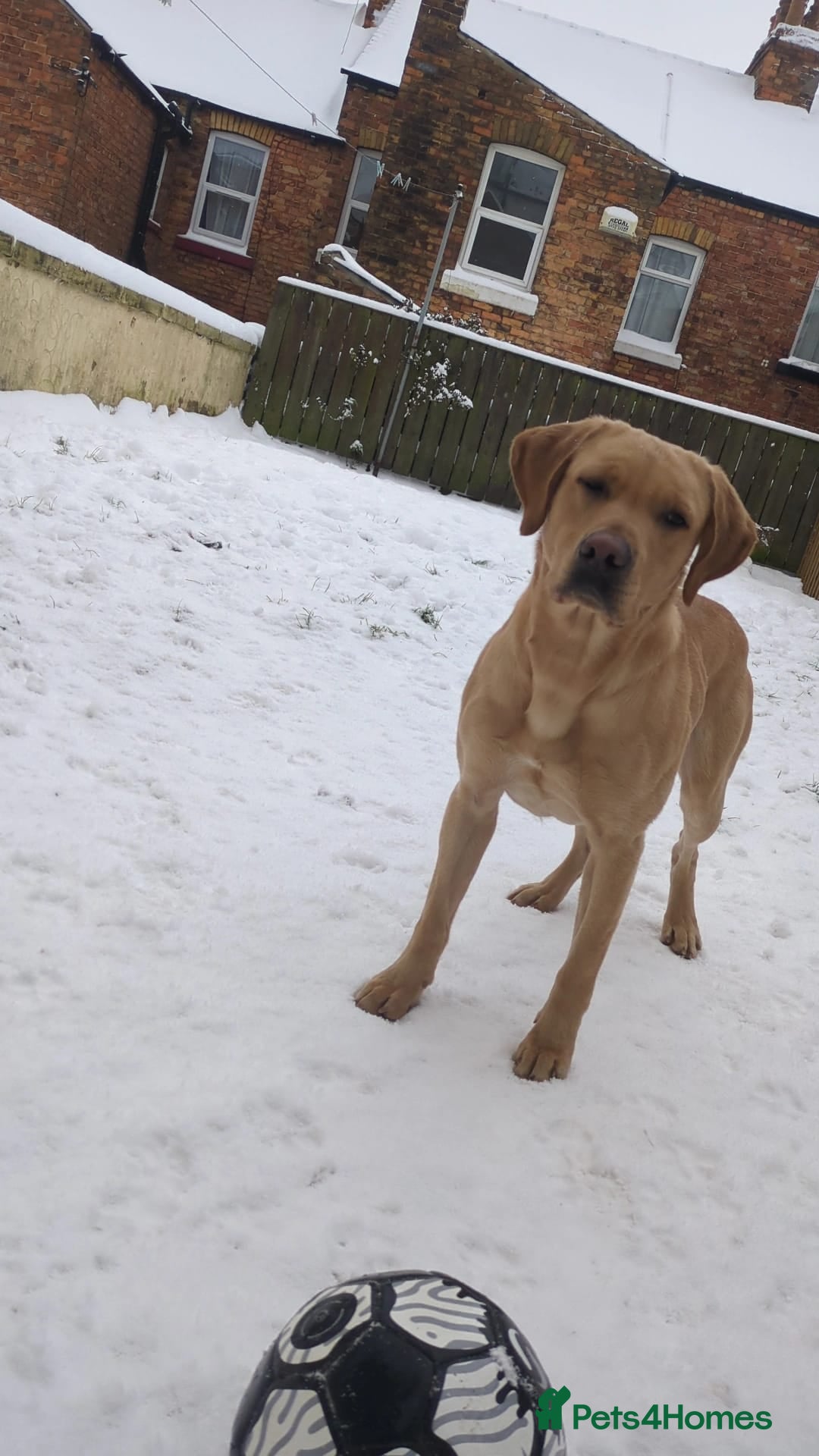 Labrador Retriever dogs for stud: stud only not for sale. KC reg.  - Advert 1