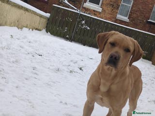 Labrador Retriever dogs stud only not for sale. KC reg. - Advert 3