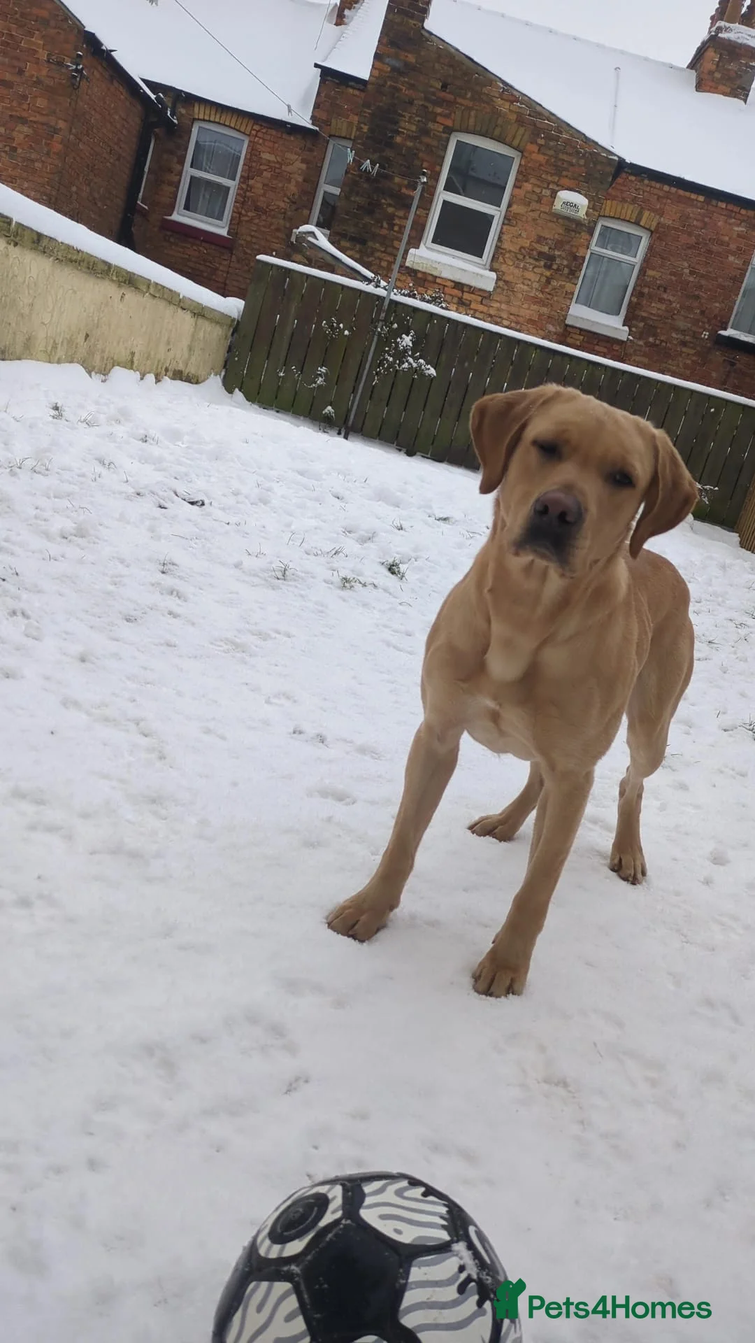 Labrador Retriever dogs for stud: stud only not for sale. KC reg.  - Advert 1