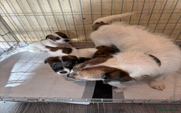 Jack Russell dogs for sale: 3 stunning Jack Russell’s  - Image 17