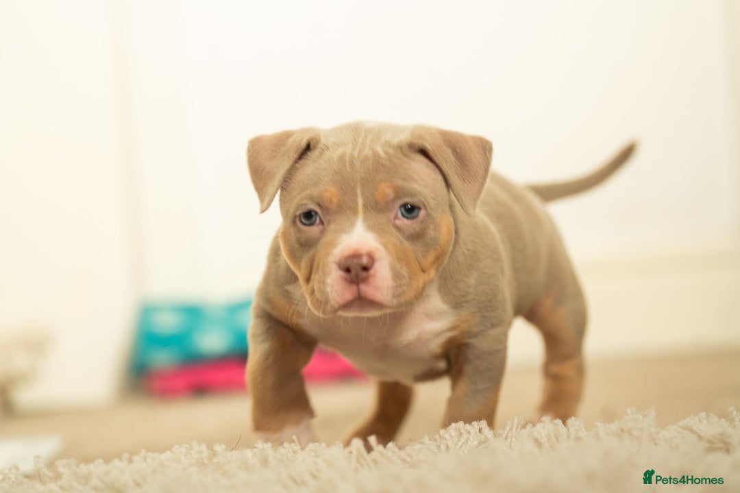 American Bully dogs for sale: Extraordinary Pocket Bully pups - Advert 9