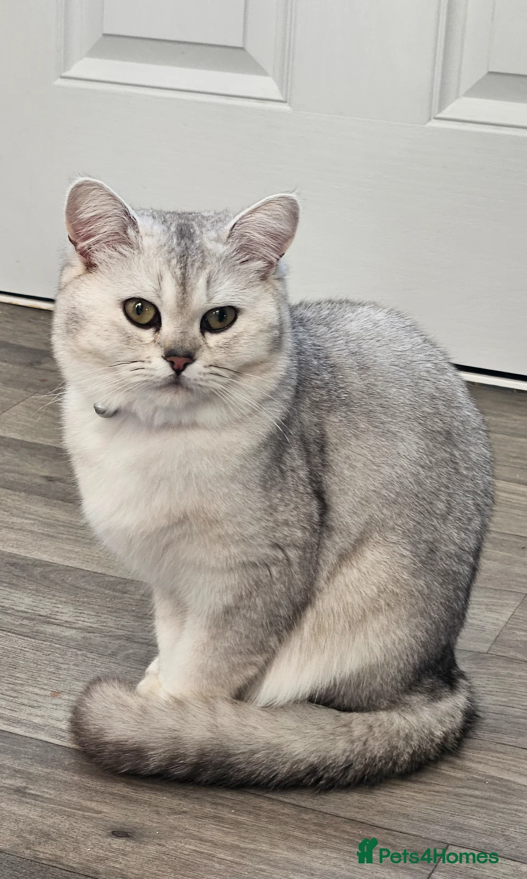 British Shorthair cats for sale: Silver british shorthair - Advert 2