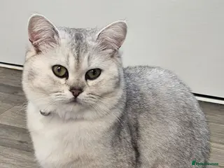 British Shorthair cats Silver british shorthair - Advert 9