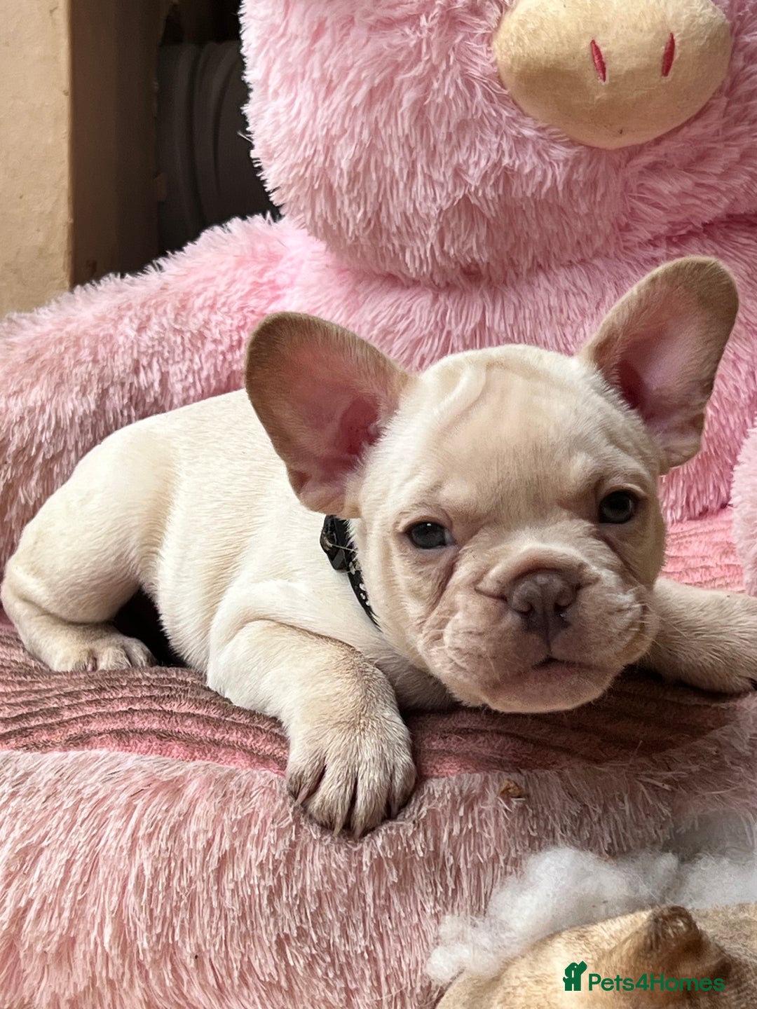 French Bulldog dogs for sale: Beautiful French Bulldog Puppies - Image 5
