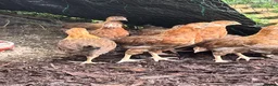 Chickens poultry for sale: Stunning Wellsummers hens  - Advert 9