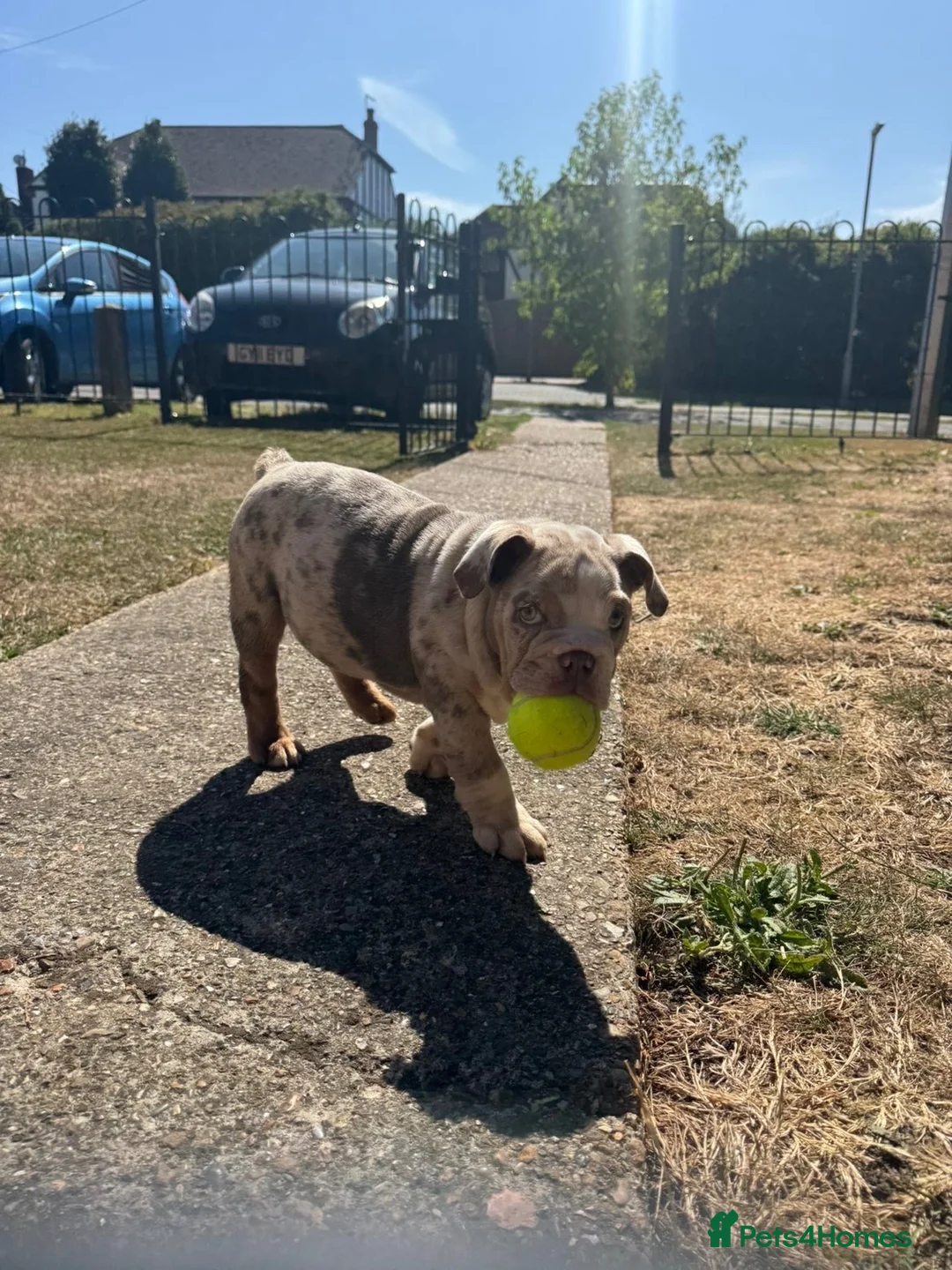 English Bulldog dogs for sale: English bulldog - Advert 2