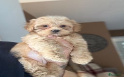 Shihpoo dogs for sale: 🩷 Gorgeous F1 Shih Poo Puppies 💙 - Image 1