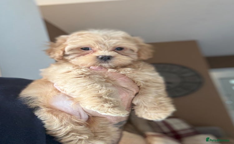 Shihpoo dogs - Advert 1