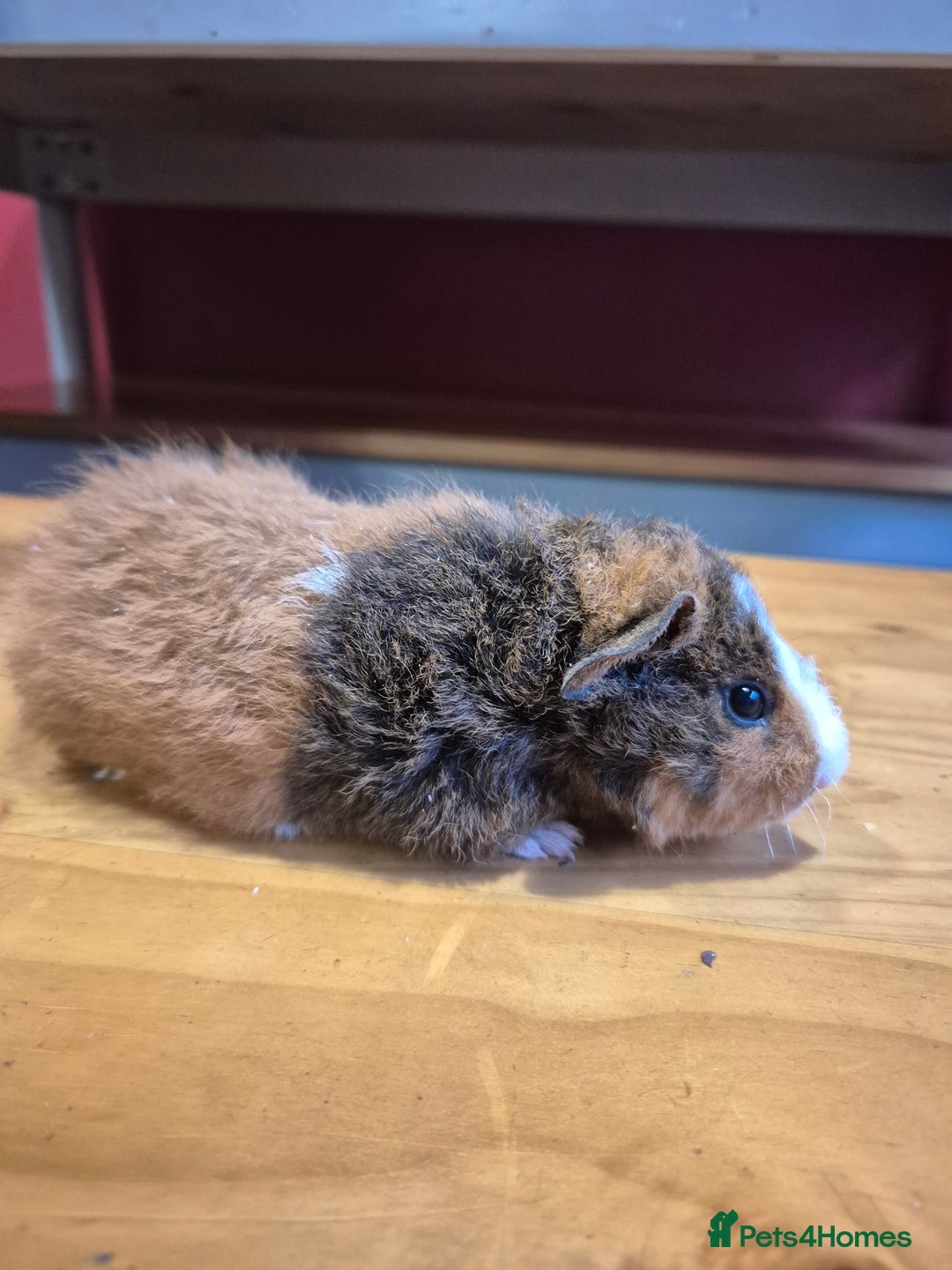 Guinea Pig rodents for sale: Teddy guinea pigs - Advert 3