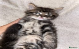 Bombay cats for sale: beautiful kittens looking for a happy safe home's  - Image 7