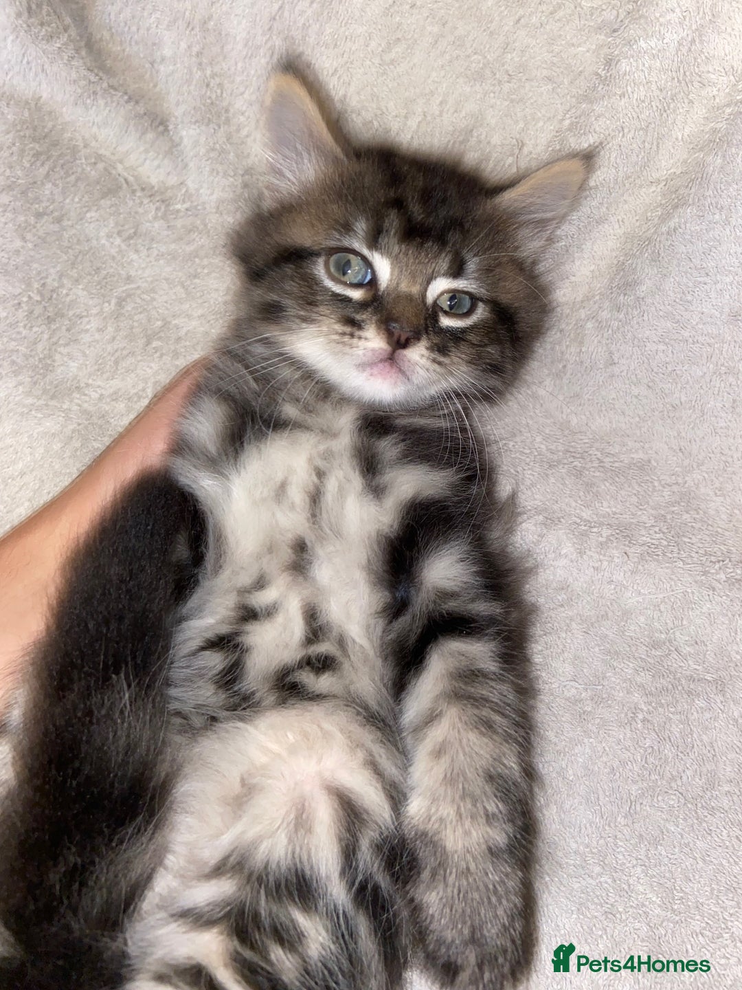 Bombay cats for sale: beautiful kittens looking for a happy safe home's  - Image 7