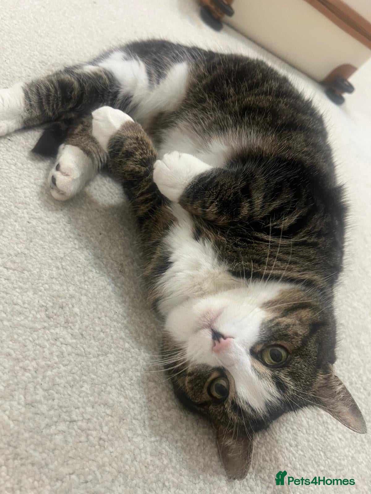 American Shorthair cats Pishi looking for loving home - Advert 1