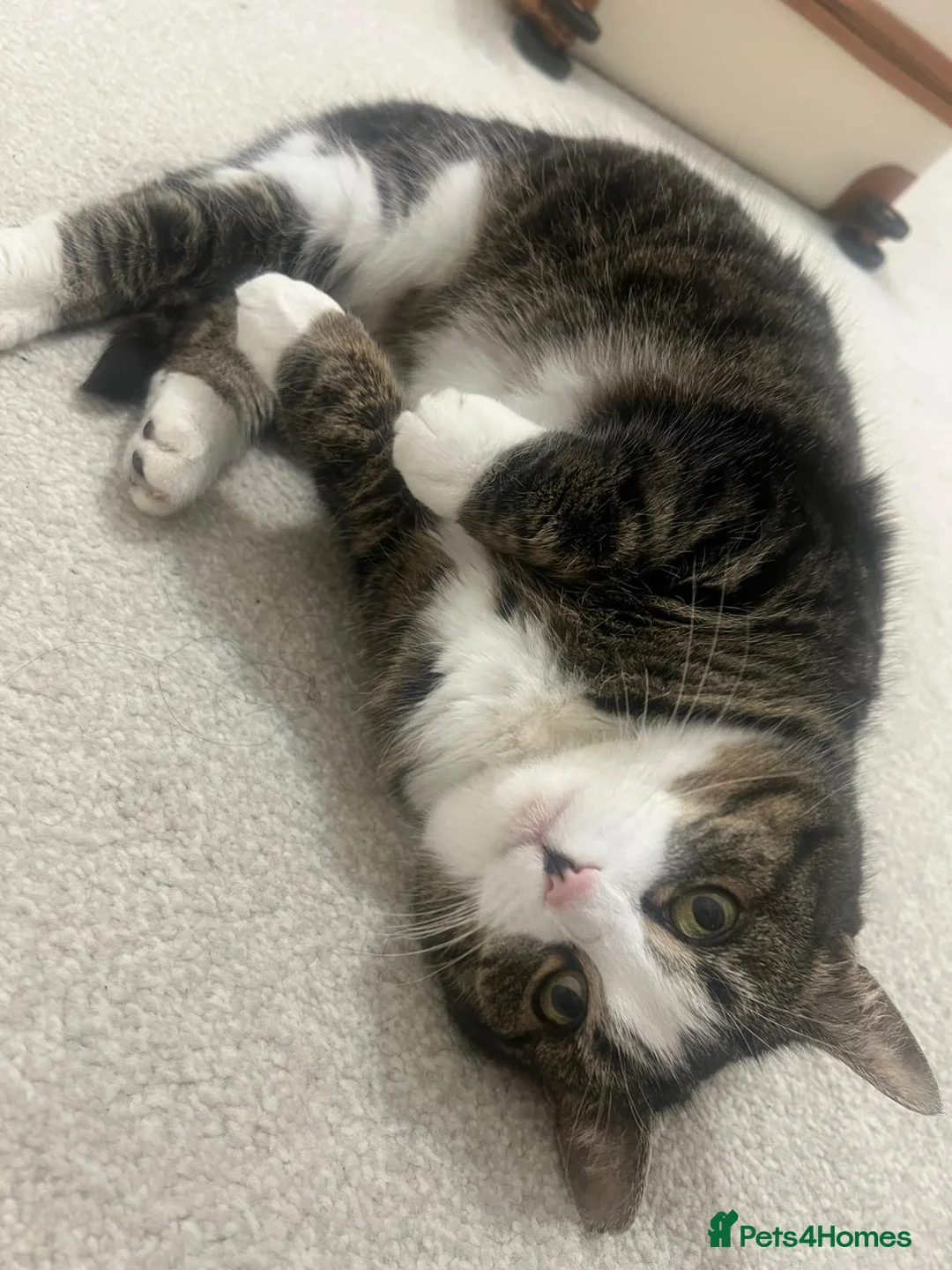 American Shorthair cats for sale: Pishi looking for loving home - Advert 1