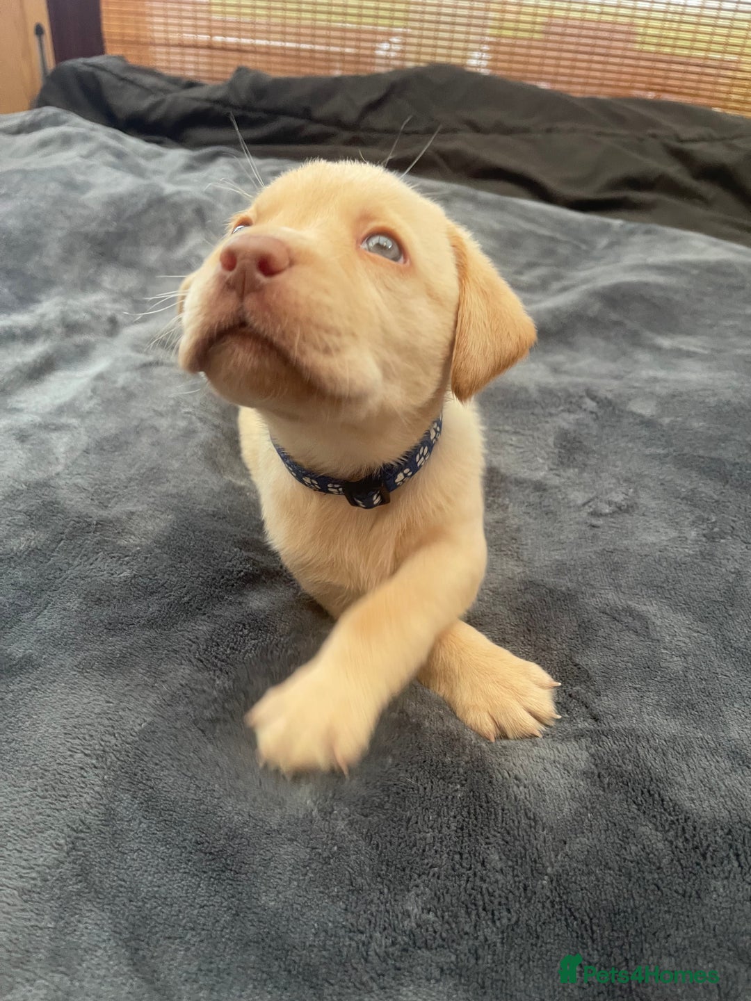 Labrador Retriever dogs for sale: Labrador Puppies Chocolate & Golden For Sale - Advert 14