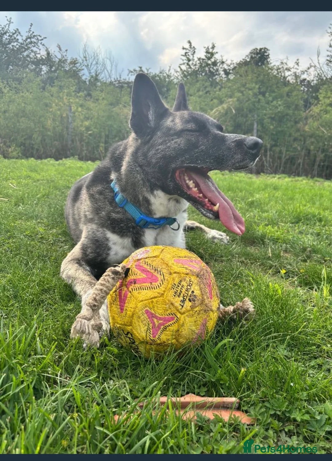 German Shepherd dogs for sale: Shadow 5years old check description rehoming  - Advert 3