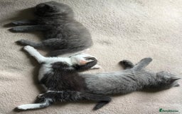 Ragdoll cats for sale: Ready Now Ragdoll x British Shorthair kittens  - Image 9