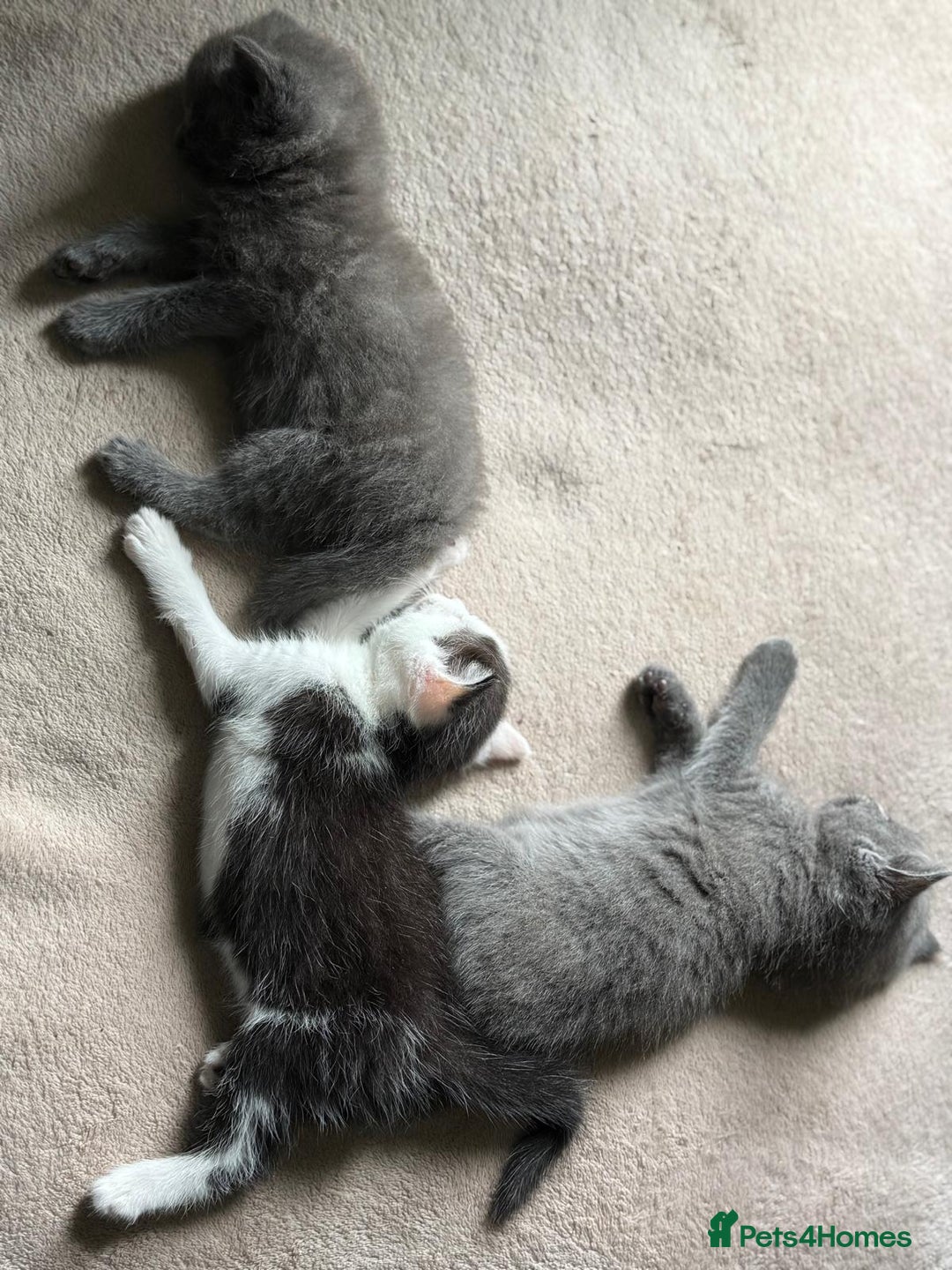 Ragdoll cats for sale: Ready Now Ragdoll x British Shorthair kittens  - Image 9