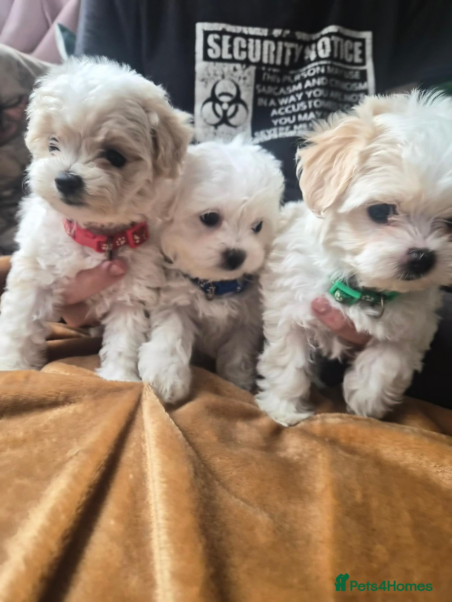Maltipoo dogs 3 girls left. Mini Maltipoo F2  - Advert 2