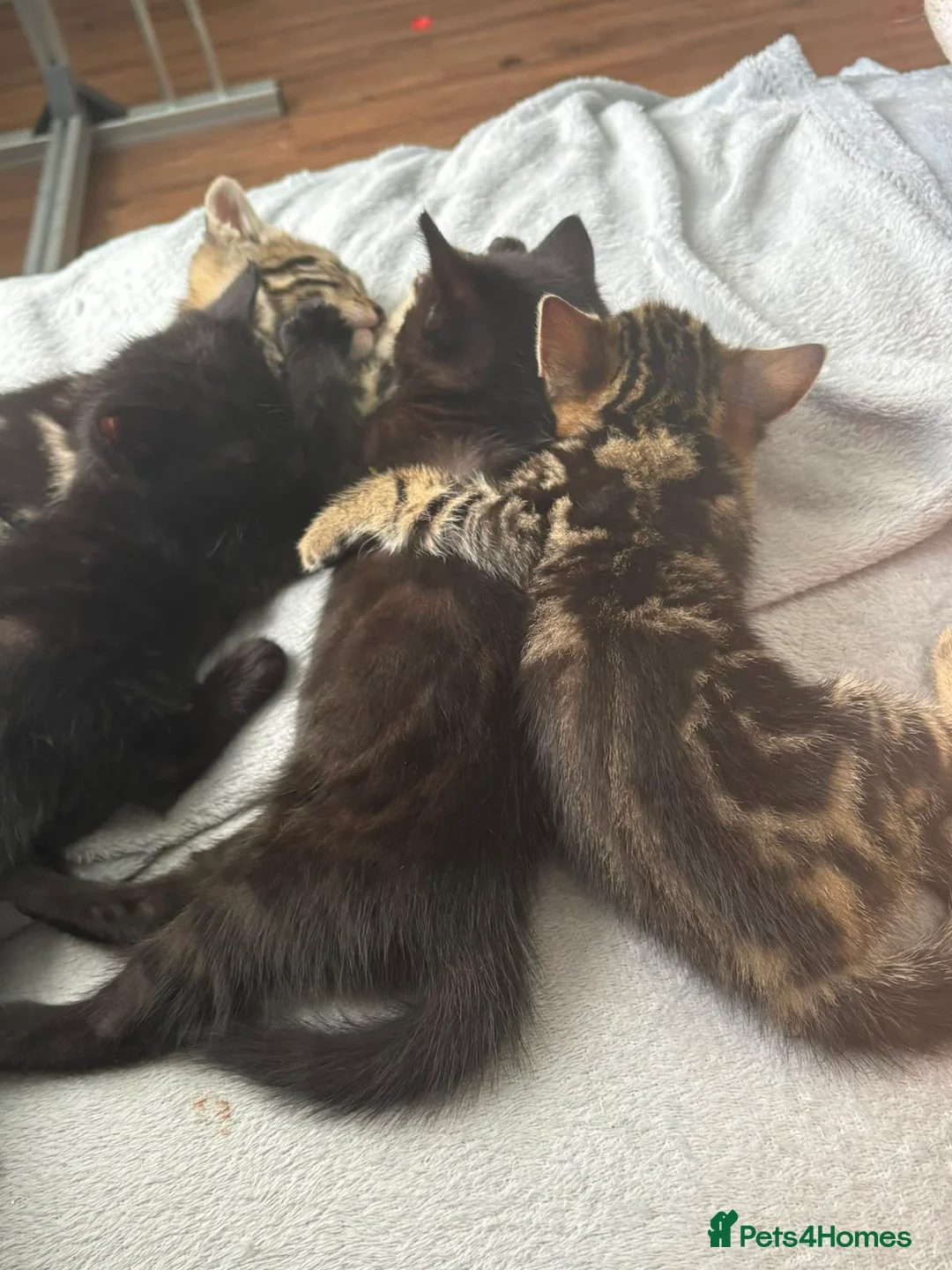 British Shorthair cats for sale: Beautiful Mixed kittens price in description  in Wallingford - Advert 1