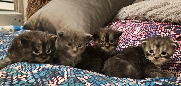 Maine Coon cats - Advert 1