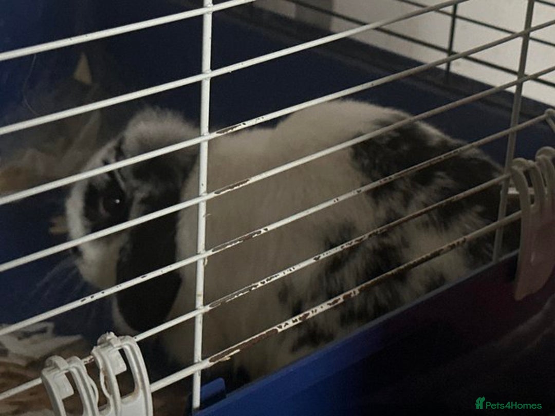 English Lop rabbits for sale: 4 year old English lop - Advert 3