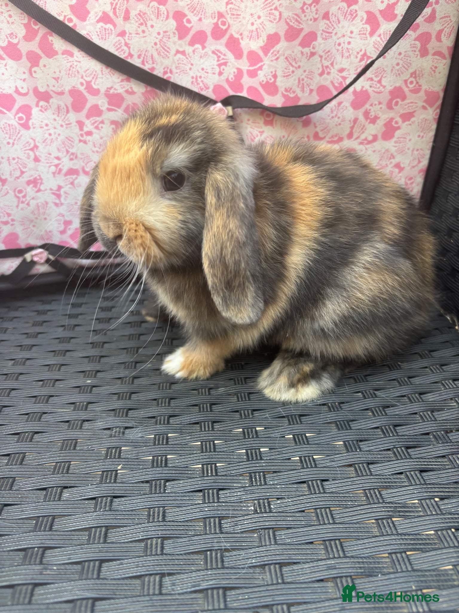 Mini Lop rabbits Ready to leave 8 week old baby mini lops - Advert 1