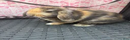 Mini Lop rabbits for sale: Ready to leave 8 week old baby mini lops in Frome - Advert 1