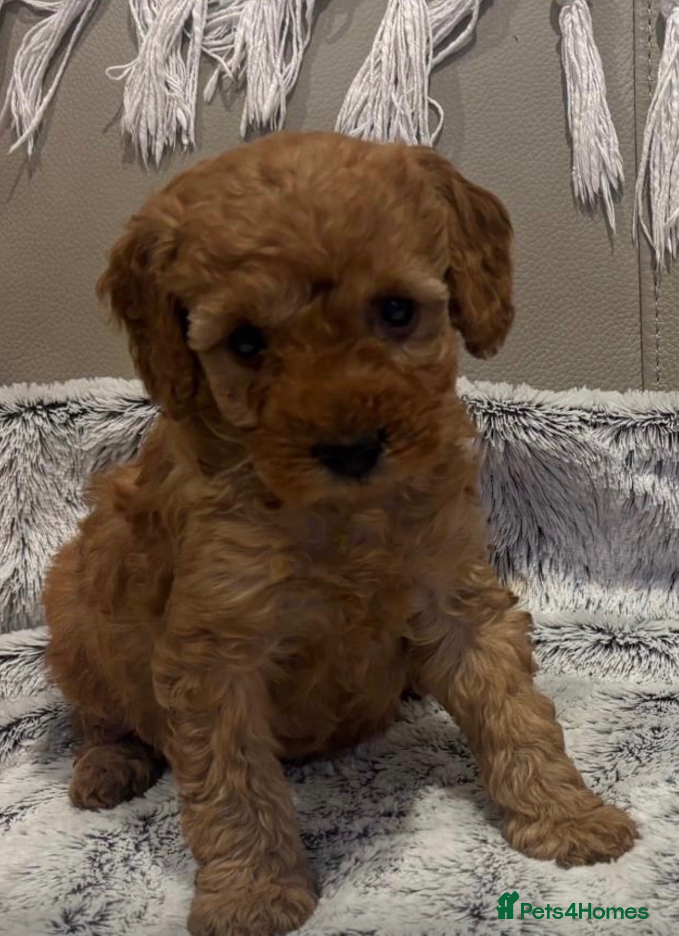 Toy Poodle dogs Asian Tiny Teddy Toy Poodles to Steal Your Heart  - Advert 1