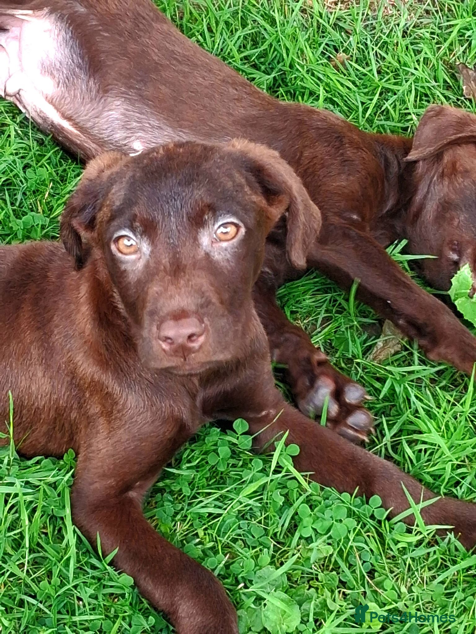 Labrador Retriever dogs Fantastic labrador pups  - Advert 2