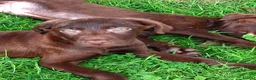 Labrador Retriever dogs for sale:  Fully vaccinated chocolate male lab pup ready now - Advert 8