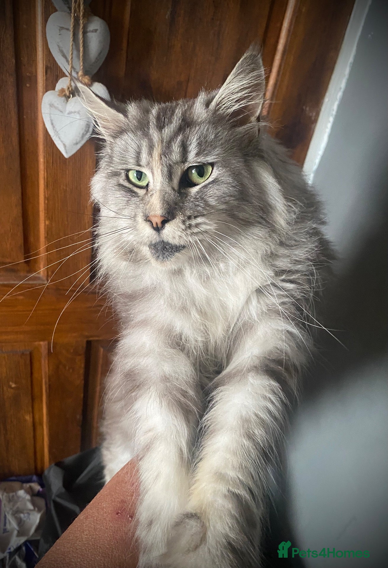 Maine Coon cats for sale: Registered Active Silver Torbie Female Maine Coon  - Advert 1