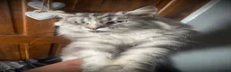 Maine Coon cats for sale: Registered Active Silver Torbie Female Maine Coon  - Advert 1