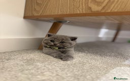 British Shorthair cats for sale: British Short Hair Kittens - Advert 12