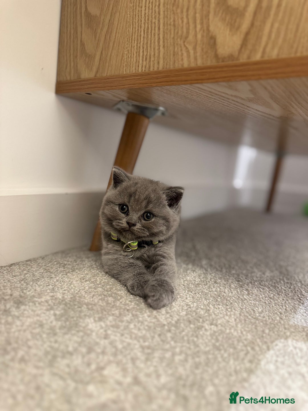 British Shorthair cats for sale: British Short Hair Kittens - Advert 12