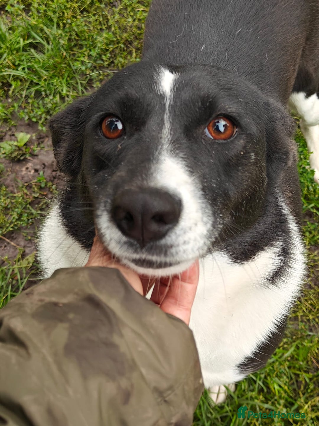 Mixed Breed dogs for adoption: ❤️Zoria❤️- medium-sized 2-year-old sunny girl  - Advert 16