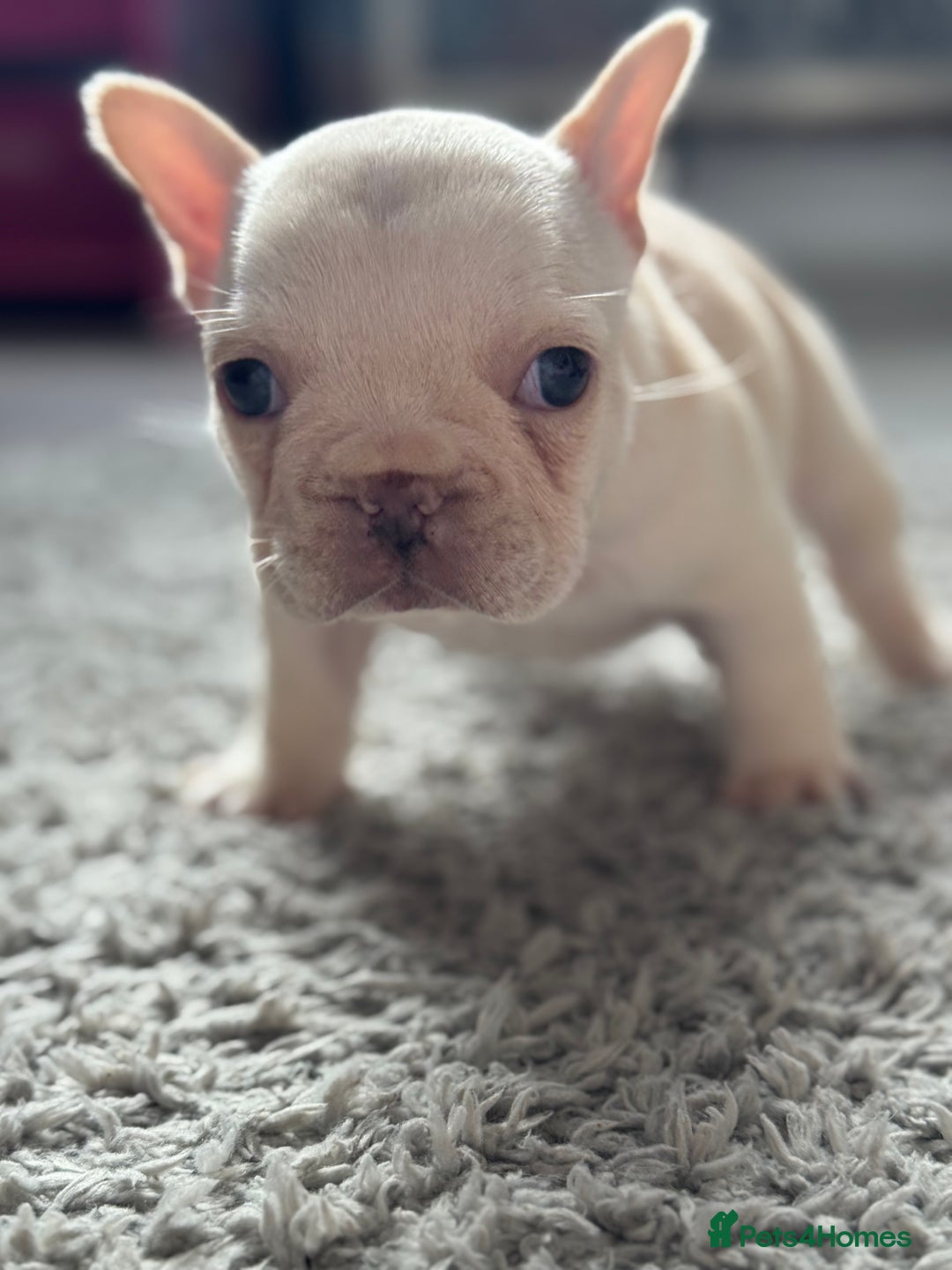 French Bulldog dogs for sale: AMAZING QUALITY FRENCH BULLDOG PUPS  - Advert 5