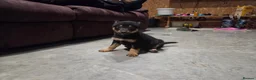 Mixed Breed dogs for sale: Beautiful Black & Tan and Brown & Tan Kelpie cross - Advert 7