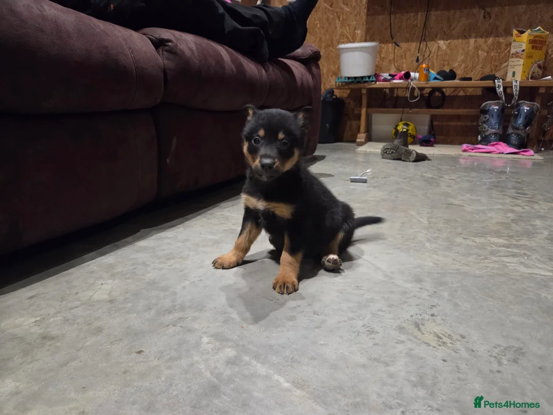 Mixed Breed dogs for sale: Beautiful Black & Tan and Brown & Tan Kelpie cross - Advert 7