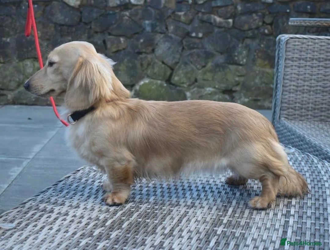 Miniature Dachshund dogs for stud: ee Cream Long Coat Miniature Dachshund Stud in Dalry - Advert 2