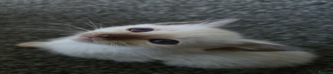 Siamese Kitten 2