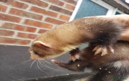 Ferret rodents for sale: Hob ferrets x2 and cage  - Image 7