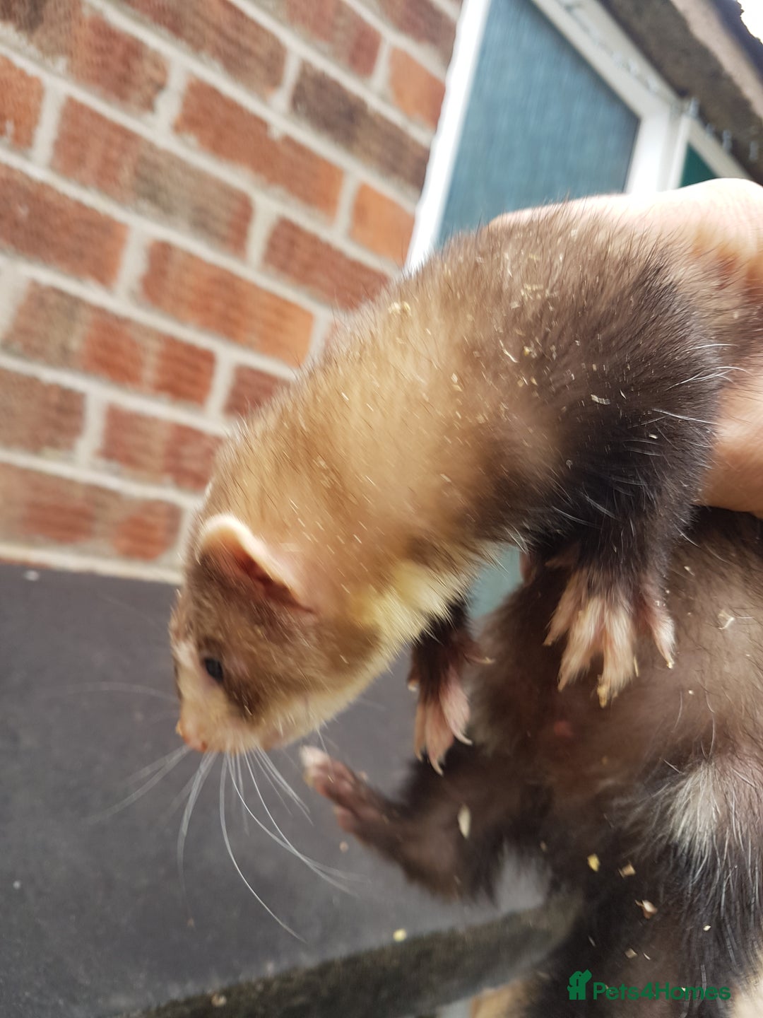 Ferret rodents for sale: Hob ferrets x2 and cage  - Image 7