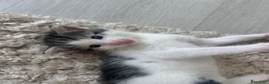 Mixed Breed 2