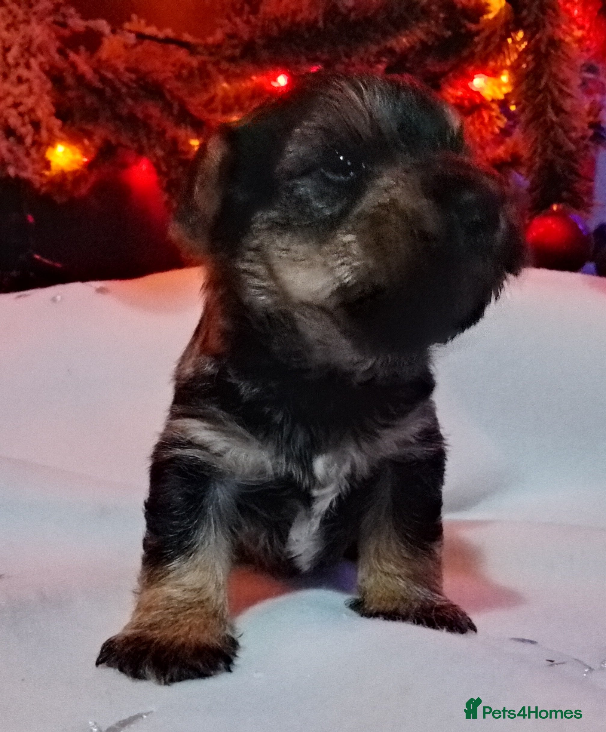 Mixed Breed dogs Schnauzer cross - Advert 2