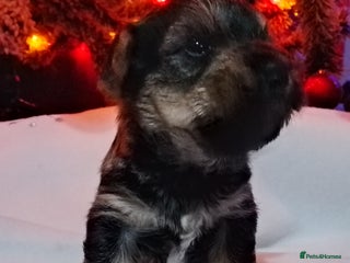 Mixed Breed dogs Schnauzer cross - Advert 2