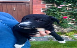 Border Collie dogs for sale: Gorgeous Farm bred sheepdog puppies - Image 2