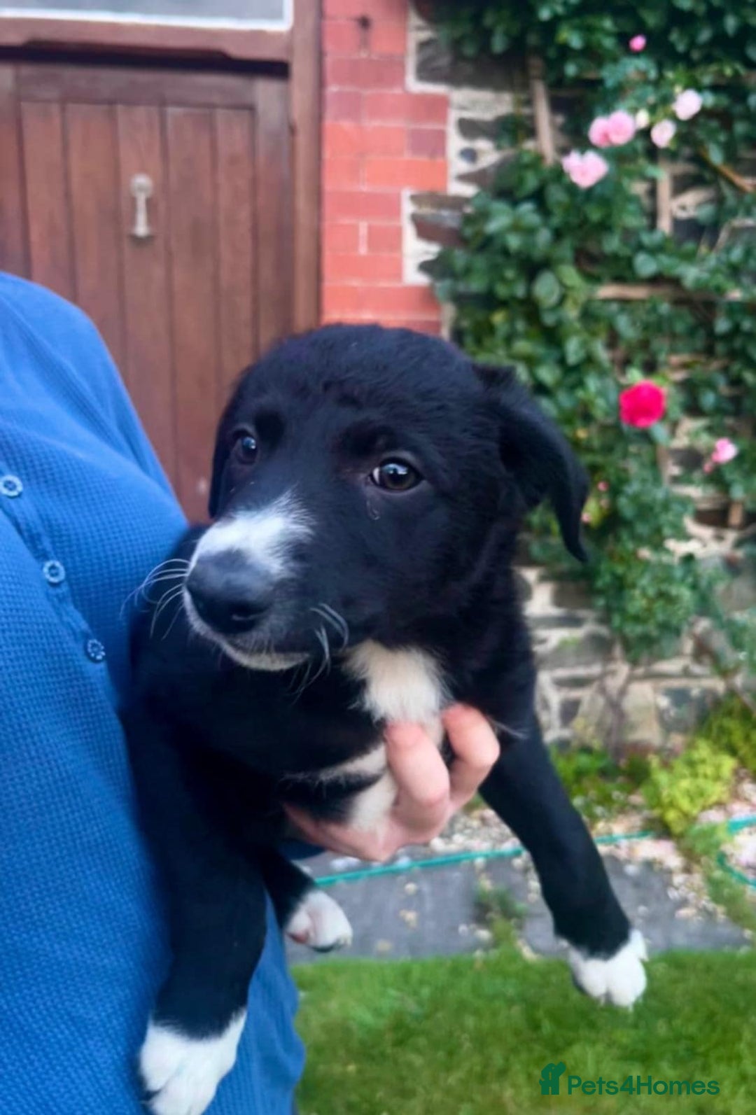 Border Collie dogs for sale: Gorgeous Farm bred sheepdog puppies - Image 2