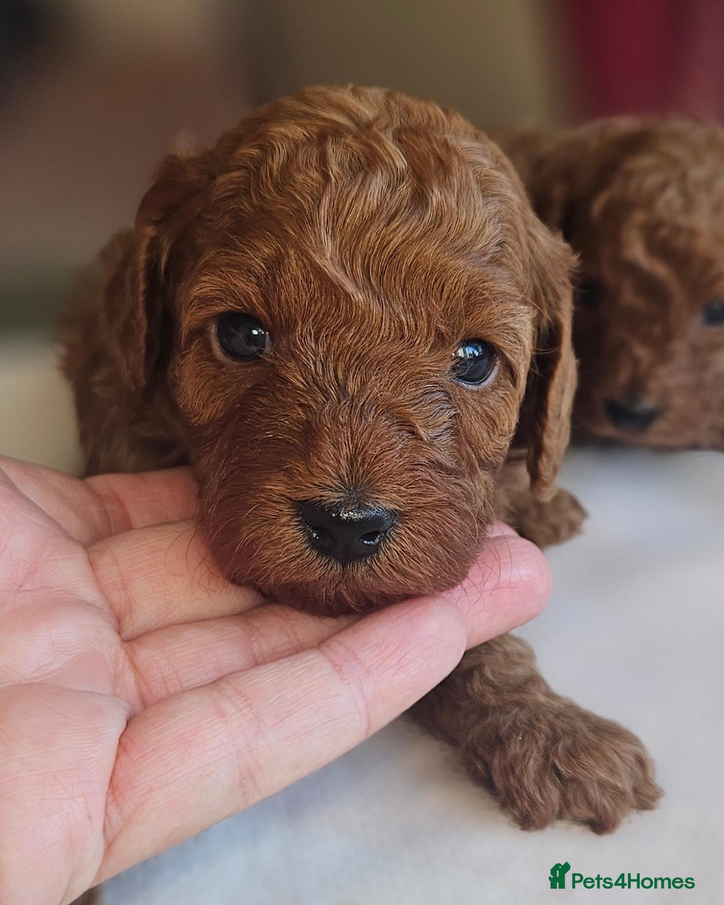 Cavapoo dogs Licensed breeder 2 girls, toy red cavapoo pups  - Advert 1
