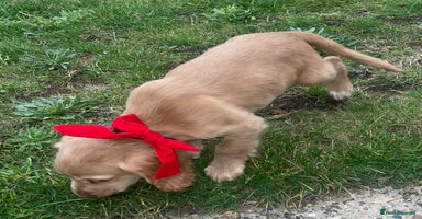 Cocker Spaniel dogs - Advert 12